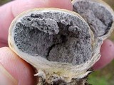 Scleroderma laeve image