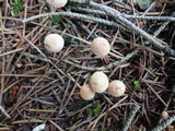 Marasmius pallidocephalus image