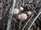 Marasmius pallidocephalus image