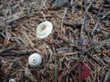 Crinipellis piceae image
