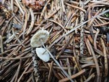 Crinipellis piceae image