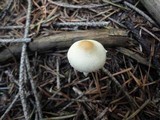 Lepiota clypeolaria image