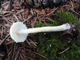 Lepiota clypeolaria image