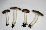 Russula fragilis image