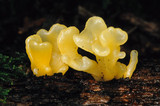 Dacryopinax spathularia image
