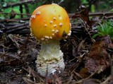 Amanita persicina image