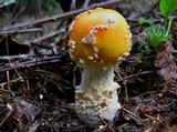 Amanita persicina image