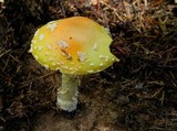 Amanita persicina image