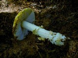 Amanita persicina image
