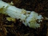 Amanita persicina image