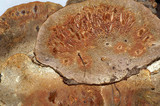 Daedaleopsis confragosa image