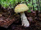 Amanita persicina image