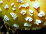 Amanita persicina image