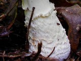 Amanita persicina image