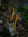 Clavulinopsis laeticolor image