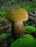 Tylopilus atronicotianus image