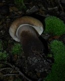 Tylopilus atronicotianus image