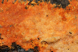 Phanerochaete chrysorhizon image