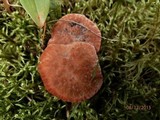 Hydnellum peckii image