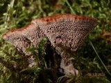 Hydnellum peckii image