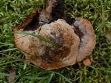 Hydnellum peckii image