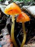 Hygrocybe psittacina var. perplexa image