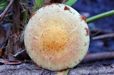 Pholiota polychroa image