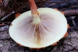 Pholiota polychroa image