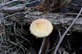 Pholiota polychroa image