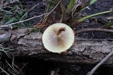 Pholiota polychroa image