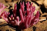 Clavaria zollingeri image