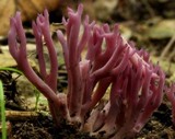 Clavaria zollingeri image
