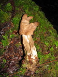 Helvella maculata image