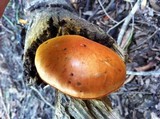 Gymnopilus liquiritiae image
