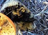 Gymnopilus liquiritiae image