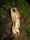 Helvella maculata image