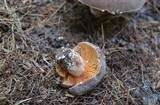 Lactarius corrugis image