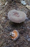 Lactarius corrugis image