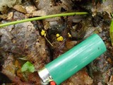 Phaeohelotium epiphyllum image