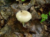 Amanita sect. Vaginatae image