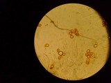 Amanita sect. Vaginatae image