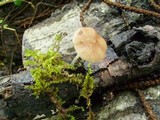 Pluteus cyanopus image
