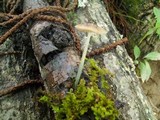 Pluteus cyanopus image