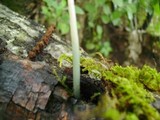 Pluteus cyanopus image
