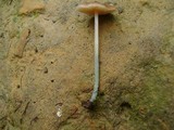 Pluteus cyanopus image