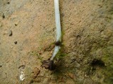 Pluteus cyanopus image