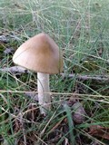 Amanita sect. Vaginatae image