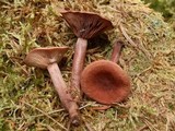Lactarius camphoratus image