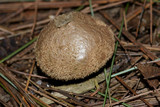 Lycoperdon echinatum image