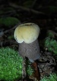 Tylopilus atronicotianus image